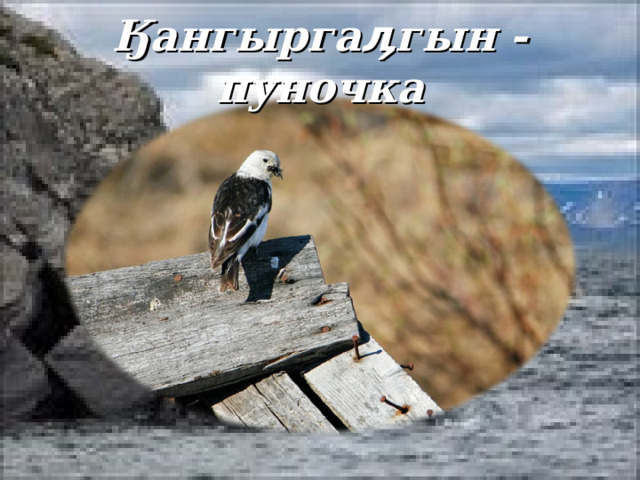 Ӄангыргаӆгын - пуночка 