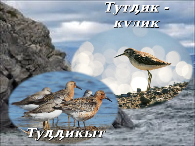 Тутӆик - кулик Туӆӆикыт 