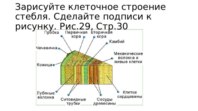 Зарисуйте клеточное строение стебля. Сделайте подписи к рисунку. Рис.29, Стр.30 