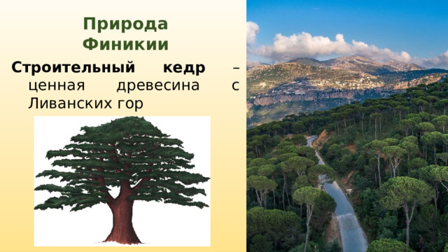 Природа Финикии Строительный кедр – ценная древесина с Ливанских гор 