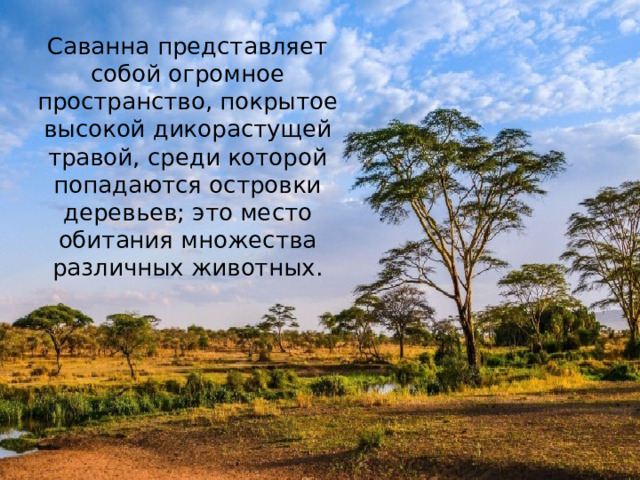 Саванна представляет собой огромное пространство, покрытое высокой дикорастущей травой, среди которой попадаются островки деревьев; это место обитания множества различных животных.   