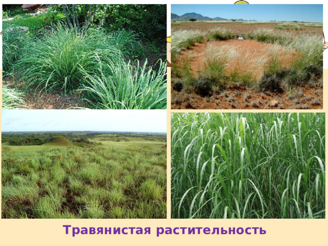 Травянистая растительность 