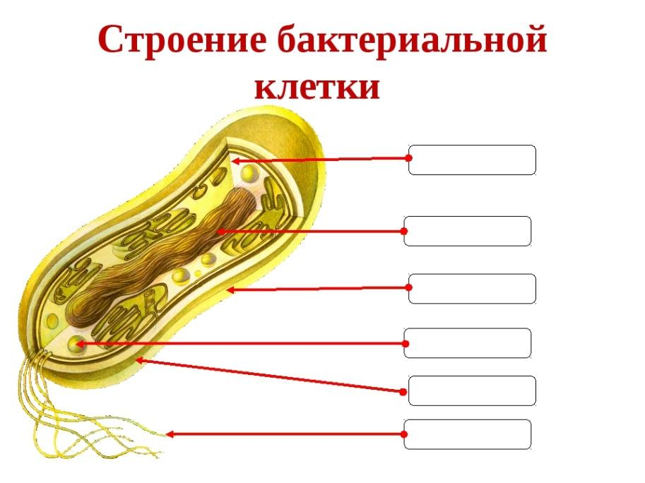 Материал для подготовки к ЕГЭ по теме Бактерии