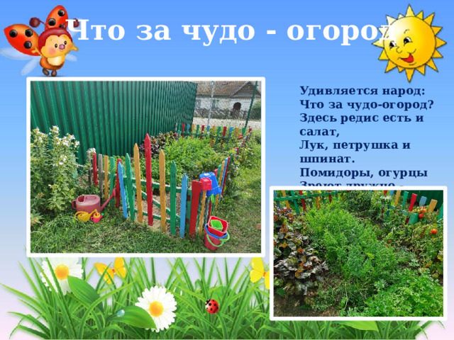 Что за чудо - огород Удивляется народ:  Что за чудо-огород?  Здесь редис есть и салат,  Лук, петрушка и шпинат.  Помидоры, огурцы  Зреют дружно - молодцы!   