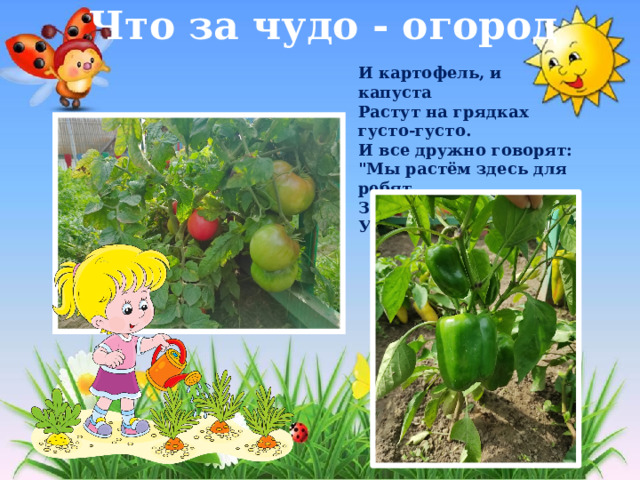 Что за чудо - огород И картофель, и капуста  Растут на грядках густо-густо.  И все дружно говорят:  