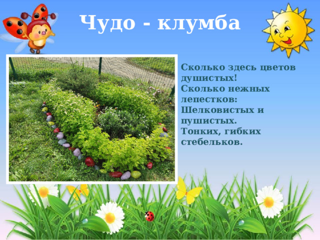 Чудо - клумба Сколько здесь цветов душистых!  Сколько нежных лепестков:  Шелковистых и пушистых.  Тонких, гибких стебельков. 