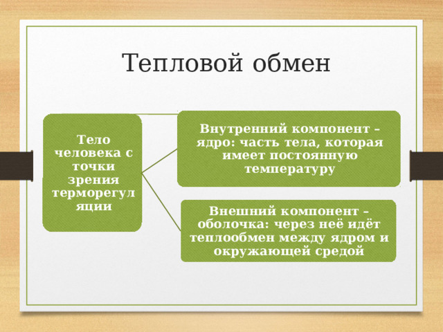 Тепловой обмен Внутренний компонент – ядро: часть тела, которая имеет постоянную температуру Тело человека с точки зрения терморегуляции Внешний компонент – оболочка: через неё идёт теплообмен между ядром и окружающей средой 