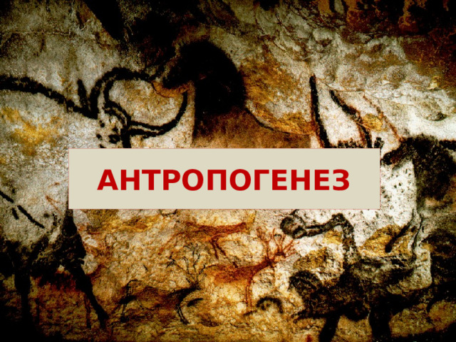 АНТРОПОГЕНЕЗ 