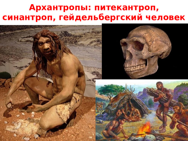 Архантропы: питекантроп, синантроп, гейдельбергский человек 
