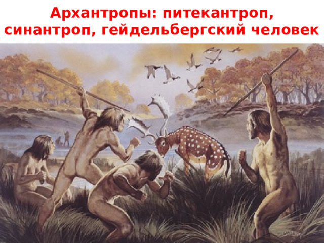 Архантропы: питекантроп, синантроп, гейдельбергский человек 