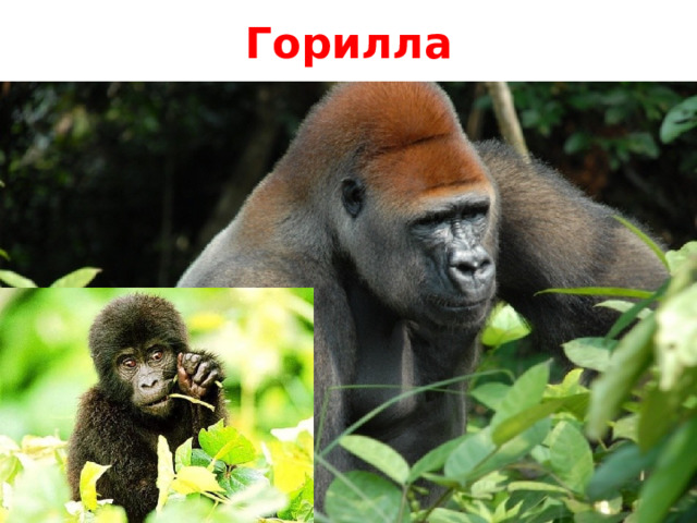 Горилла 
