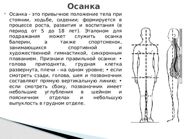Осанка Осанка - это привычное положение тела при стоянии, ходьбе, сидении; формируется в процессе роста, развития и воспитания (в период от 5 до 18 лет). Эталоном для подражания может служить осанка балерин, а также спортсменок, занимающихся спортивной и художественной гимнастикой, синхронным плаванием. Признаки правильной осанки: • голова приподнята, грудная клетка развернута, плечи - на одном уровне; • если смотреть сзади, голова, шея и позвоночник составляют прямую вертикальную линию; • если смотреть сбоку, позвоночник имеет небольшие углубления в шейном и поясничном отделах и небольшую выпуклость в грудном отделе. 