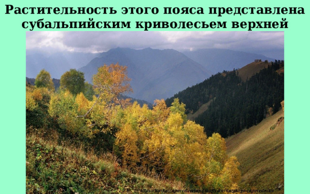 Растительность этого пояса представлена субальпийским криволесьем верхней границы леса. 
