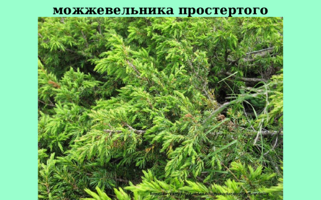 можжевельника простертого 