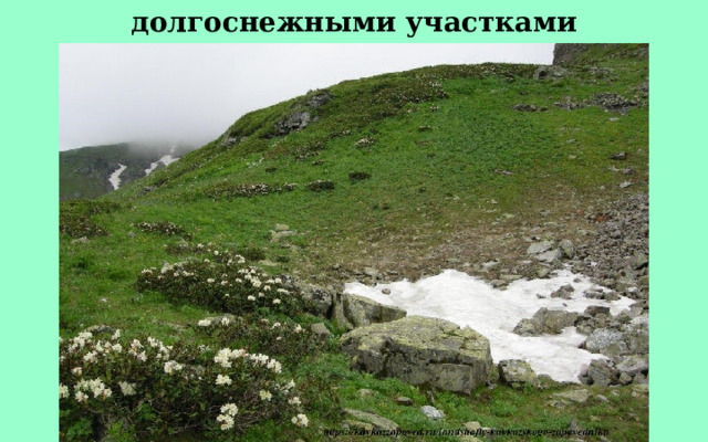 долгоснежными участками 