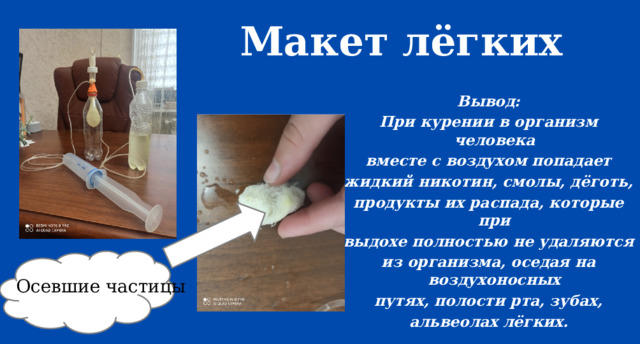 Макет лёгких Вывод: При курении в организм человека вместе с воздухом попадает жидкий никотин, смолы, дёготь, продукты их распада, которые при выдохе полностью не удаляются из организма, оседая на воздухоносных путях, полости рта, зубах, альвеолах лёгких. Осевшие частицы 