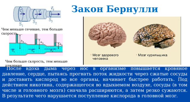 Закон Бернулли Чем меньше сечение, тем больше скорость Чем больше скорость, тем меньше давление После вдоха дыма через нос в организме повышается кровяное давление, сердце, пытаясь прогнать поток жидкости через сжатые сосуды и доставить кислород во все органы, начинает быстрее работать. Под действием никотина, содержащегося во вдыхаемом воздухе, сосуды (в том числе и головного мозга) сначала расширяются, а затем резко сужаются. В результате чего нарушается поступление кислорода в головной мозг. 