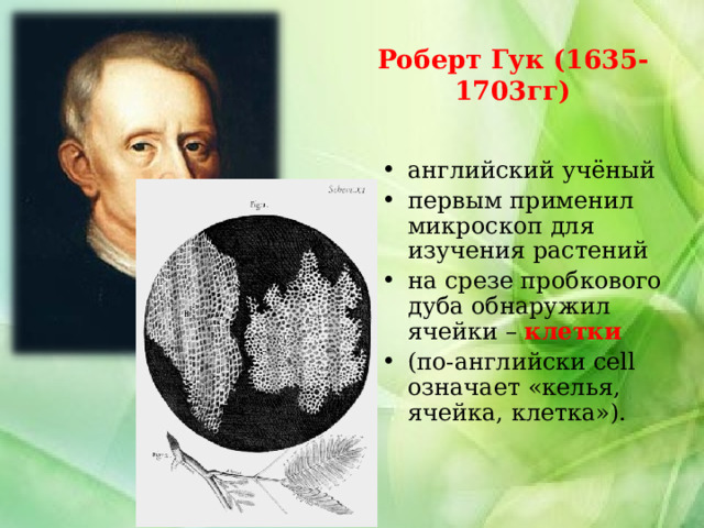 Роберт Гук (1635-1703гг) английский учёный первым применил микроскоп для изучения растений на срезе пробкового дуба обнаружил ячейки – клетки  (по-английски cell означает «келья, ячейка, клетка»).  