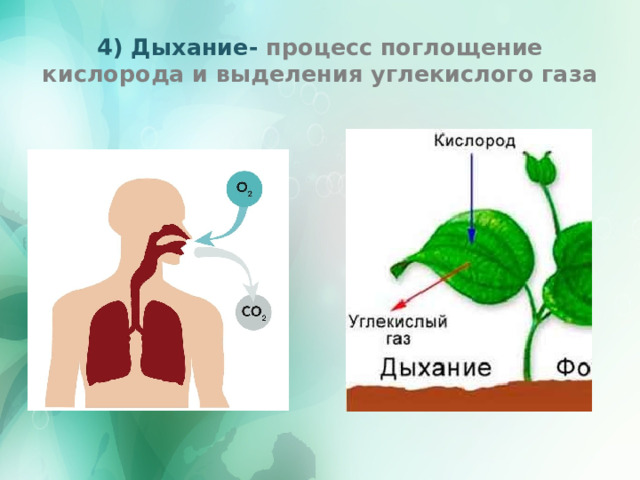 4) Дыхание- процесс поглощение кислорода и выделения углекислого газа 