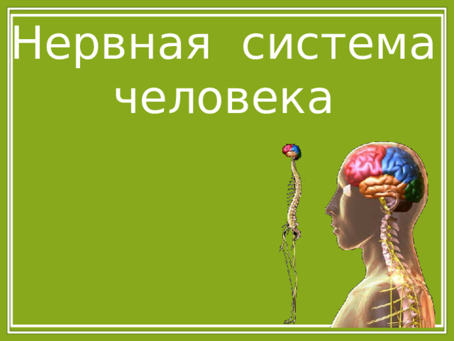 Нервная система человека 