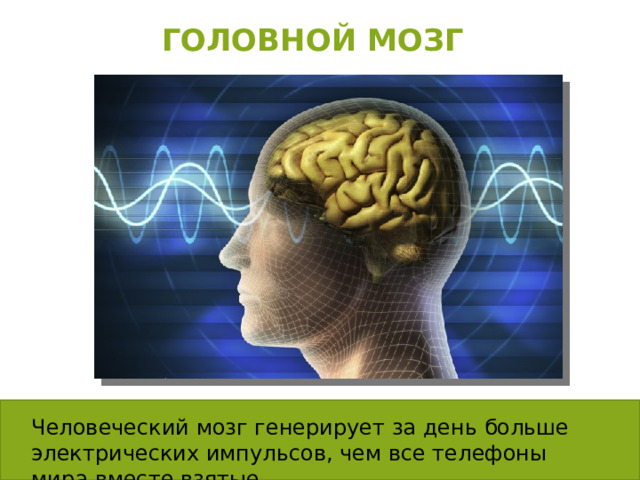 Головной мозг   Человеческий мозг генерирует за день больше электрических импульсов, чем все телефоны мира вместе взятые.   