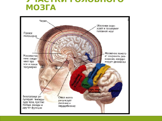 Участки головного мозга 