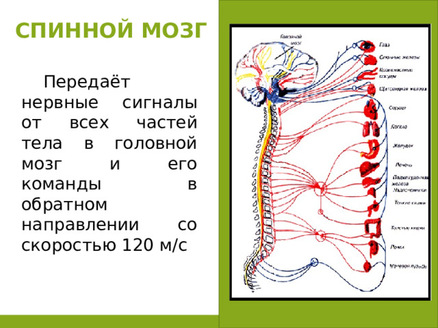 СПИННОЙ МОЗГ  Передаёт нервные сигналы от всех частей тела в головной мозг и его команды в обратном направлении со скоростью 120 м/с 