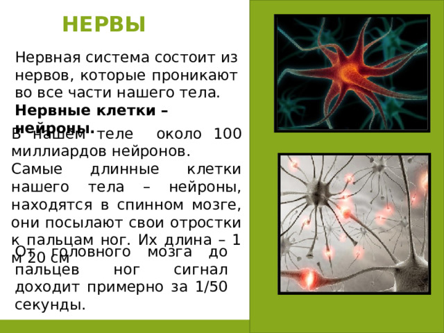 НЕРВЫ Нервная система состоит из нервов, которые проникают во все части нашего тела. Нервные клетки – нейроны. В нашем теле около 100 миллиардов нейронов. Самые длинные клетки нашего тела – нейроны, находятся в спинном мозге, они посылают свои отростки к пальцам ног. Их длина – 1 м 20 см От головного мозга до пальцев ног сигнал доходит примерно за 1/50 секунды. 