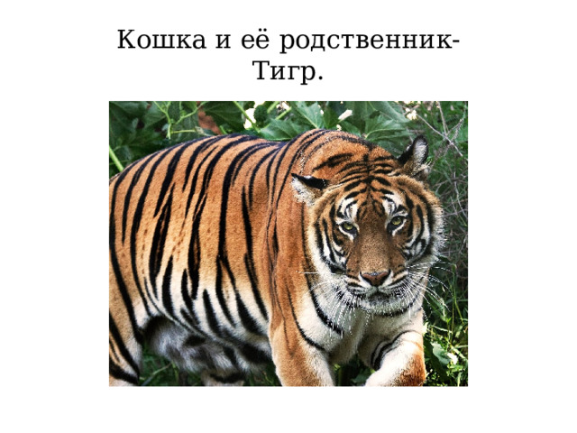 Кошка и её родственник-  Тигр. 