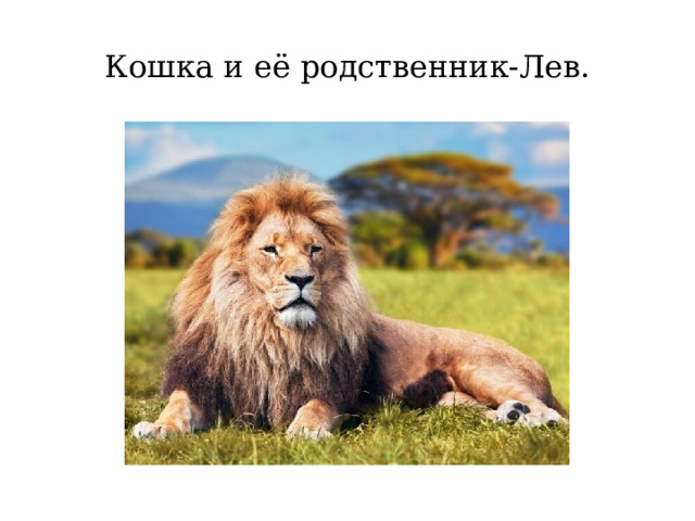 Кошка и её родственник-Лев. 