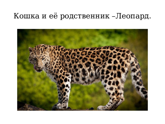 Кошка и её родственник –Леопард. 