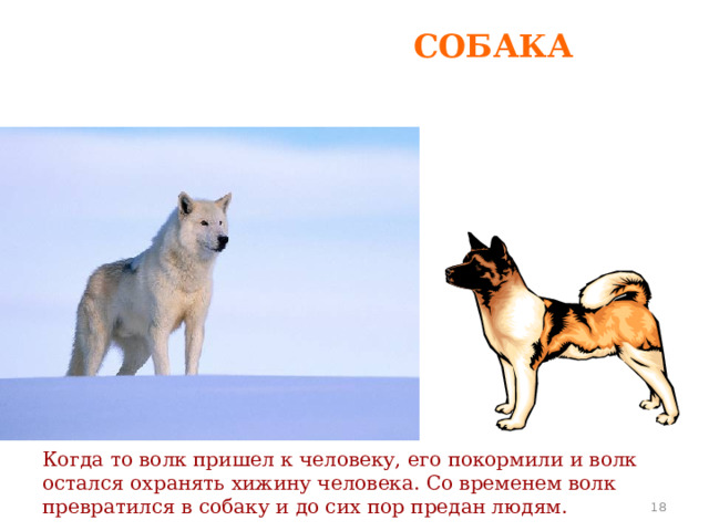 СОБАКА Когда то волк пришел к человеку, его покормили и волк остался охранять хижину человека. Со временем волк превратился в собаку и до сих пор предан людям.   