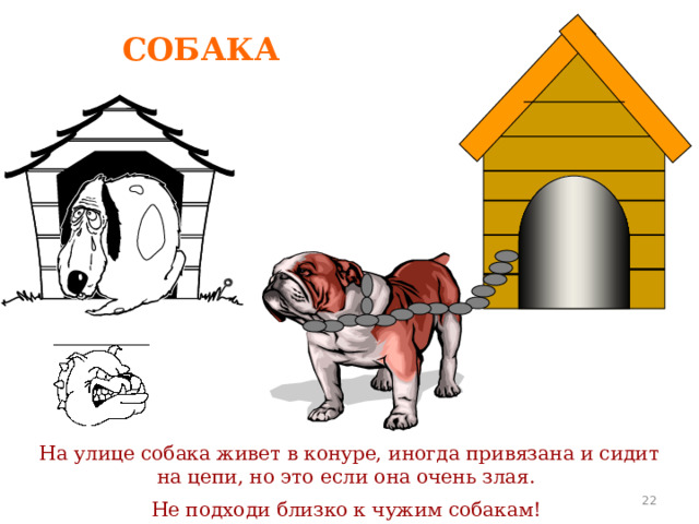 СОБАКА На улице собака живет в конуре, иногда привязана и сидит на цепи, но это если она очень злая. Не подходи близко к чужим собакам!    