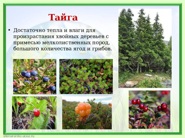 Тайга Достаточно тепла и влаги для произрастания хвойных деревьев с примесью мелколиственных пород, большого количества ягод и грибов. 
