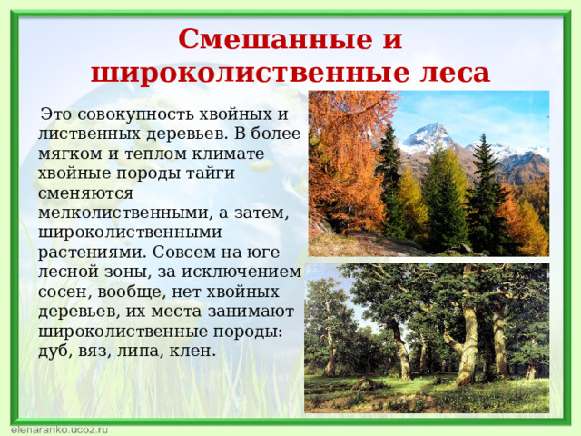 Смешанные и широколиственные леса  Это совокупность хвойных и лиственных деревьев. В более мягком и теплом климате хвойные породы тайги сменяются мелколиственными, а затем, широколиственными растениями. Совсем на юге лесной зоны, за исключением сосен, вообще, нет хвойных деревьев, их места занимают широколиственные породы: дуб, вяз, липа, клен.   