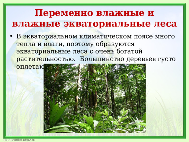 Переменно влажные и влажные экваториальные леса В экваториальном климатическом поясе много тепла и влаги, поэтому образуются экваториальные леса с очень богатой растительностью. Большинство деревьев густо оплетают лианы. 