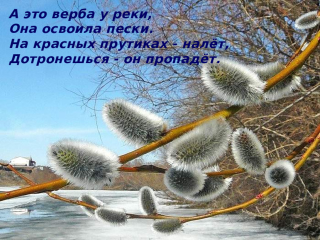 А это верба у реки, Она освоила пески. На красных прутиках - налёт, Дотронешься - он пропадёт. 