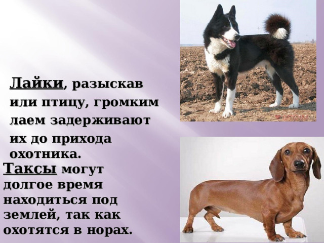 Лайки , разыскав или птицу, громким лаем задерживают их до прихода охотника.  Таксы могут долгое время находиться под землей, так как охотятся в норах. 