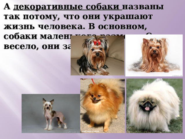 А декоративные собаки названы так потому, что они украшают жизнь человека. В основном, собаки маленького размера. С ними весело, они забавные. 