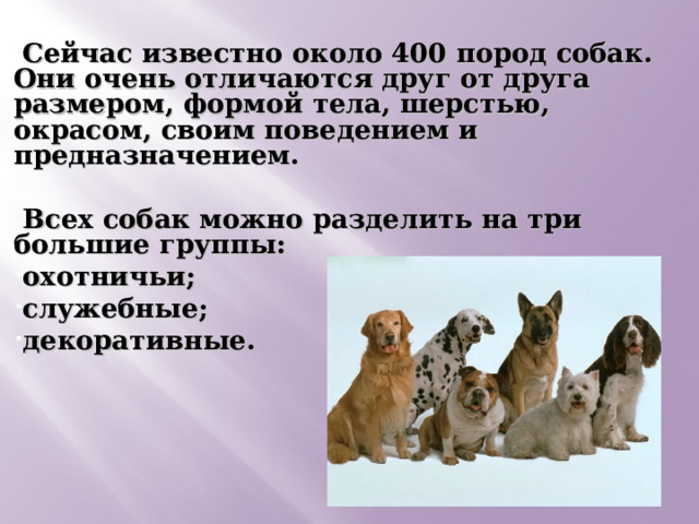  Сейчас известно около 400 пород собак. Они очень отличаются друг от друга размером, формой тела, шерстью, окрасом, своим поведением и предназначением.  Всех собак можно разделить на три большие группы: охотничьи; служебные; декоративные.  