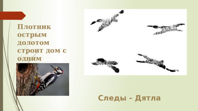 Плотник острым долотом строит дом с одним окном  Следы - Дятла 