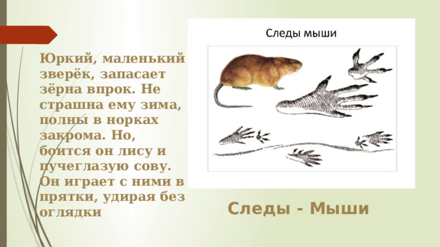 Юркий, маленький зверёк, запасает зёрна впрок. Не страшна ему зима, полны в норках закрома. Но, боится он лису и пучеглазую сову. Он играет с ними в прятки, удирая без оглядки Следы - Мыши 
