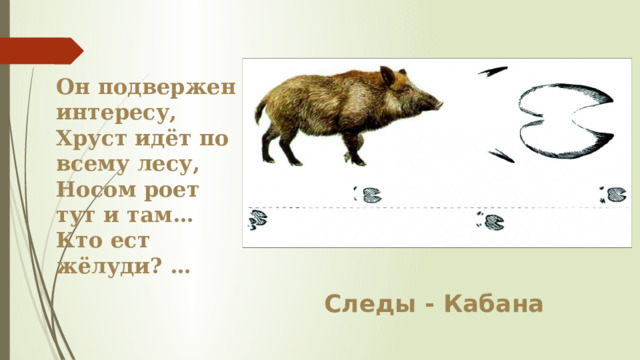 Он подвержен интересу, Хруст идёт по всему лесу, Носом роет тут и там… Кто ест жёлуди? … Следы - Кабана 