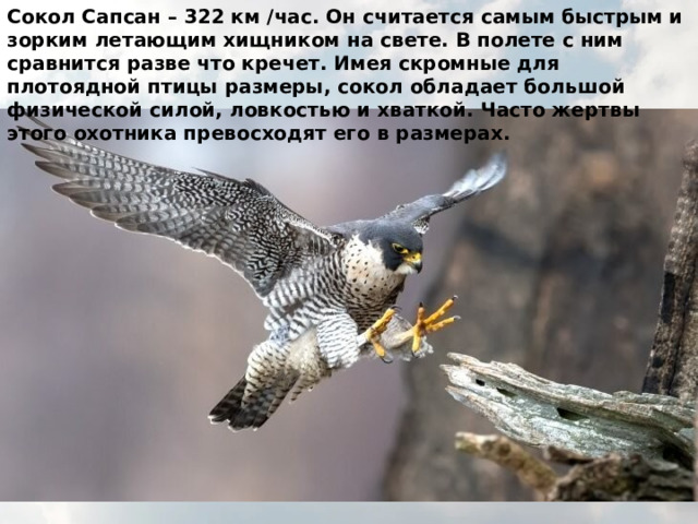 Сокол Сапсан – 322 км /час. Он считается самым быстрым и зорким летающим хищником на свете. В полете с ним сравнится разве что кречет. Имея скромные для плотоядной птицы размеры, сокол обладает большой физической силой, ловкостью и хваткой. Часто жертвы этого охотника превосходят его в размерах.  