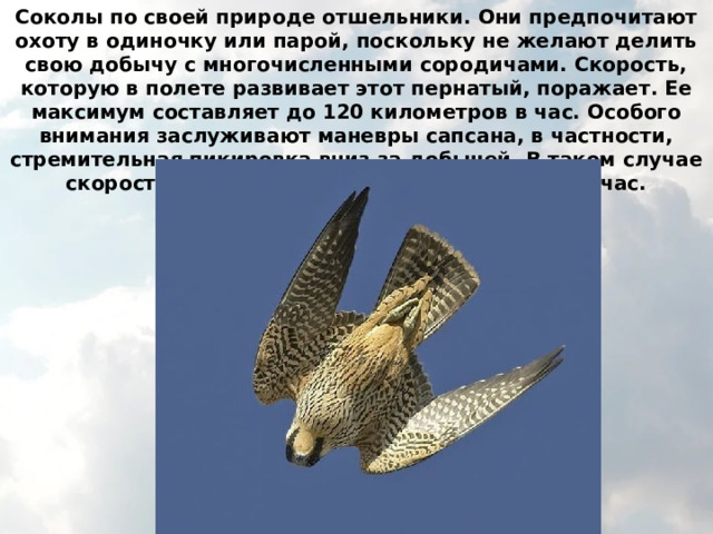 Соколы по своей природе отшельники. Они предпочитают охоту в одиночку или парой, поскольку не желают делить свою добычу с многочисленными сородичами. Скорость, которую в полете развивает этот пернатый, поражает. Ее максимум составляет до 120 километров в час. Особого внимания заслуживают маневры сапсана, в частности, стремительная пикировка вниз за добычей. В таком случае скорость увеличивается до 320 километров в час. 