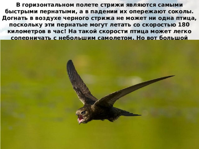 В горизонтальном полете стрижи являются самыми быстрыми пернатыми, а в падении их опережают соколы. Догнать в воздухе черного стрижа не может ни одна птица, поскольку эти пернатые могут летать со скоростью 180 километров в час! На такой скорости птица может легко соперничать с небольшим самолетом. Но вот большой пассажирский самолет стриж обогнать не сможет, поскольку сила мышц уступает реактивным двигателям. 