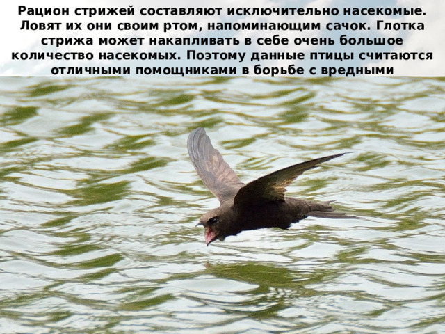 Рацион стрижей составляют исключительно насекомые. Ловят их они своим ртом, напоминающим сачок. Глотка стрижа может накапливать в себе очень большое количество насекомых. Поэтому данные птицы считаются отличными помощниками в борьбе с вредными насекомыми. 