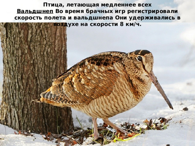 Птица, летающая медленнее всех  Вальдшнеп  Во время брачных игр регистрировали скорость полета и вальдшнепа Они удерживались в воздухе на скорости 8 км/ч. 