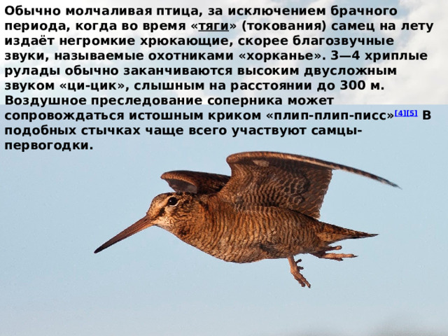 Обычно молчаливая птица, за исключением брачного периода, когда во время « тяги » (токования) самец на лету издаёт негромкие хрюкающие, скорее благозвучные звуки, называемые охотниками «хорканье». 3—4 хриплые рулады обычно заканчиваются высоким двусложным звуком «ци-цик», слышным на расстоянии до 300 м. Воздушное преследование соперника может сопровождаться истошным криком «плип-плип-писс» [4][5]  В подобных стычках чаще всего участвуют самцы-первогодки. 