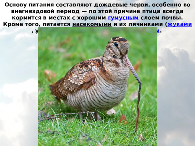 Основу питания составляют  дождевые черви , особенно во внегнездовой период — по этой причине птица всегда кормится в местах с хорошим  гумусным  слоем почвы. Кроме того, питается  насекомыми  и их личинками ( жуками ,  уховёртками ,  многоножками ),  пауками .  